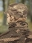 Кепка BDU Kamukamu военно-полевая ткань Rip-stop камуфляж серый мох
