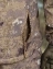 Куртка мужская Kamukamu тактическая военная демисезонная на флисе ткань Softshell камуфляж feretato desert